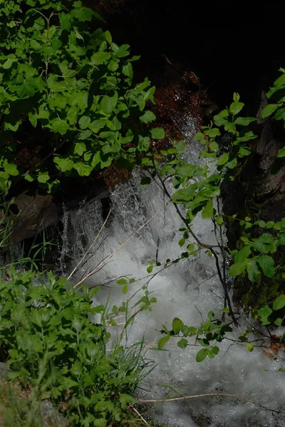 DSC_0042 (Large).JPG